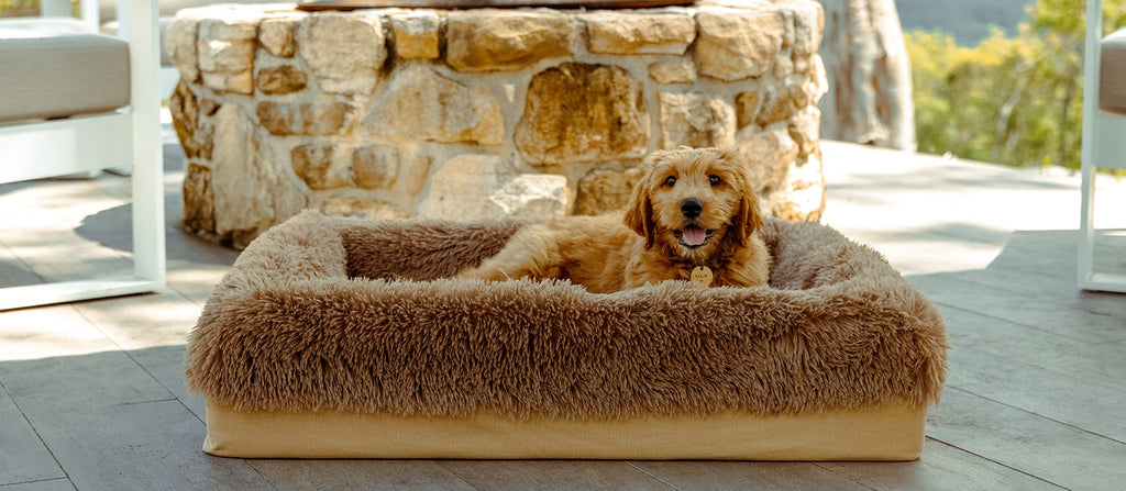 Hero image of Groodle dog sitting on the ORA Therapeutic vibrational massage dog bed.